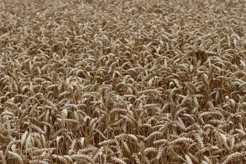 Crop of wheat in a field in summer