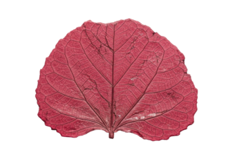 Large, deeply fossilized petrified crimson leaf with intricate ancient veins, isolated on a transparent high-key studio background with copy space, concept of ancient history and deep geological time