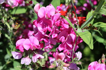 Bunch of pink sweet peas in a garden