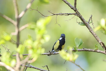 The green-backed tit (Parus monticolus) is a species of bird in the family Paridae. This photo was taken in Northwest India.