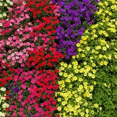 Colorful petunia flowers blooming in garden