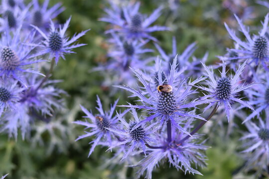 Close up of blue thistles or eryngium in a garden in summer