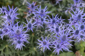 Close up of blue thistles or eryngium in a garden in summer