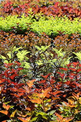 Fototapeta premium Multi coloured physocarpus leaves in a garden