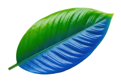 Pristine tropical leaf, vibrant emerald green to cerulean blue gradient, glossy, waxy texture, isolated on transparent background with copy space, high-key studio light. Concept of tropical nature