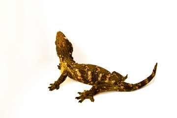 Mossy Gecko on White Background, lizard skin texture