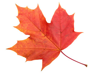 Fototapeta premium maple leaf isolated on white