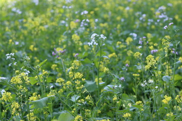 Mustard flowers in a field