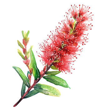 A hand-drawn illustration painting of a bottlebrush flower in soft watercolor style, featuring delicate brush strokes, EPS format, isolated on a white background, artistic, painted design