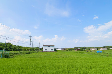 Obraz premium green rice field,japan rural town,summer,sky,cloud 