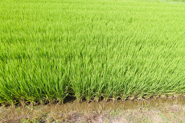 Green Rice Fields of Japan