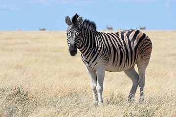 Steppenzebras im Etosha Nationalpark in Namibia