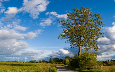 Polna droga z drzewem i wiatrakami w tle 2025 © Krzysiek Cegiełka