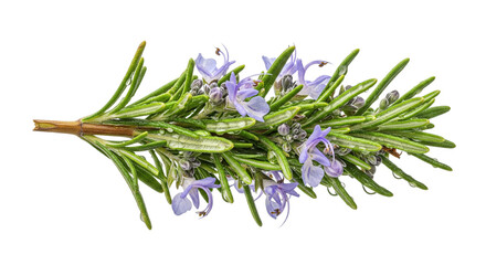 Obraz premium Rosemary transparent png