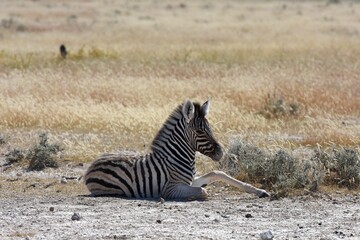 Steppenzebra (Equus quagga) im Etoscha Nationalpark