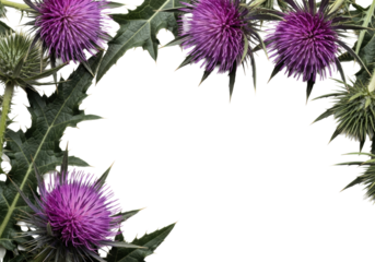 Intricate deep purple thistles with spiky leaves frame a transparent background, ultra-close-up macro shot with soft studio light, concept of resilient botanical beauty
