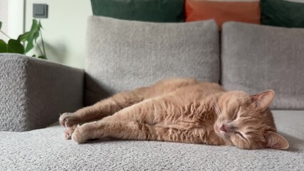 An adorable orange cat sleeps soundly on a soft couch in a stylish living room filled with playful decor. Afternoon sunlight bathes the space, creating a tranquil atmosphere