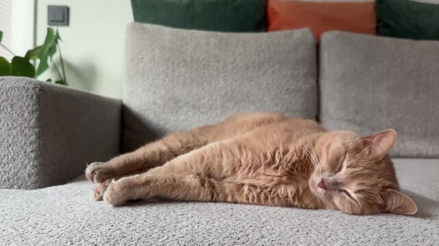 An adorable orange cat sleeps soundly on a soft couch in a stylish living room filled with playful decor. Afternoon sunlight bathes the space, creating a tranquil atmosphere
