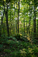 Obraz premium Backlit woods with leaves, tree trunks, and greenery on the forest floor