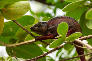 Camaleón de Madagascar
