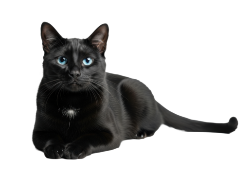 A graceful domestic shorthair cat with glossy black fur and piercing sapphire eyes reclines calmly on a transparent studio background with copy space, serene feline grace