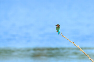 Common kingfisher on the hunting position above lake