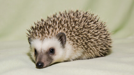 Fototapeta premium A small hedgehog is curled up comfortably on a pastel green blanket, showcasing fine details of its spines and cute nose in simple studio light.