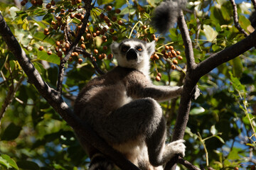 Lemur de cola anillada de madagascar