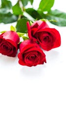 Close-up of three vibrant red roses