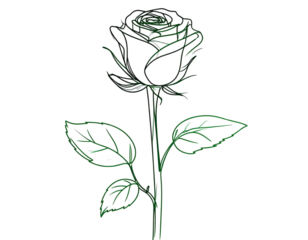 Minimalist Black and White Single Rose Line Art, Isolated on Transparent Background