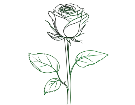 Minimalist Black and White Single Rose Line Art, Isolated on Transparent Background