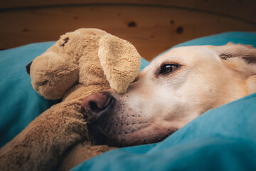 Cute dog lying in bed and hugging his toy. Tired labrador retriever.
