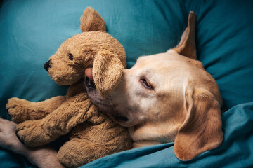 Cute dog lying in bed and hugging his toy. Tired labrador retriever.