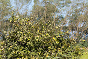 Fototapeta premium Quince tree showing ripe fruits in late summer, ready for harvest