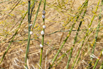 Snails climbing green stems in dry grass field during summer heat