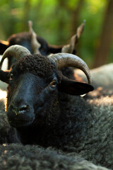 Naklejka premium Black Sheep Portrait