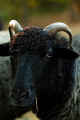 Black Sheep Close-Up