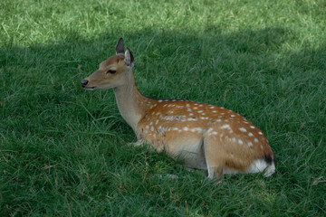 A wild deer in green grass. A deer with white spots on its coat rests on the grass. Nature, summer, wildlife, tranquility, and harmony in a natural habitat.