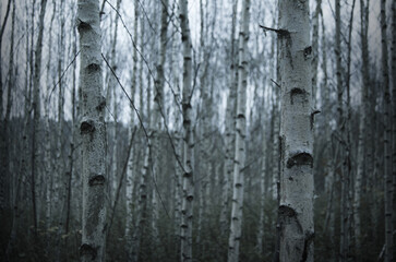 Mysterious Birch Forest in Winter Light 