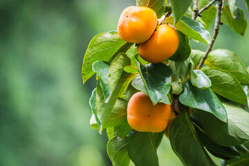 Persimmon tree fresh fruit that is ripened is hanging on the branches in the plant garden is juicy fruit and ripe fruit with persimmon trees.