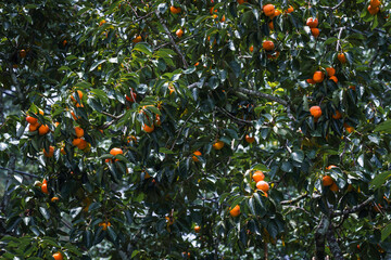 Persimmon tree fresh fruit that is ripened is hanging on the branches in the plant garden is juicy fruit and ripe fruit with persimmon trees.