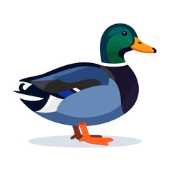 Obraz premium Colorful Duck in Natural Habitat, Standing on Water with Calm Reflection