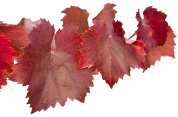 Autumn grapes with red leaves, the vine at sunset is reddish yellow