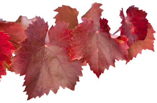 Autumn grapes with red leaves, the vine at sunset is reddish yellow