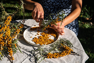 Middle aged woman cutting ripe sea buckthorn berries off the branches with small scissors sitting in the garden.