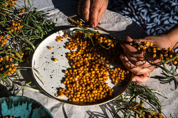 Middle aged woman cutting ripe sea buckthorn berries off the branches with small scissors sitting in the garden.