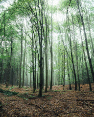 Obraz premium Misty beech forest after rain with autumn leaves 