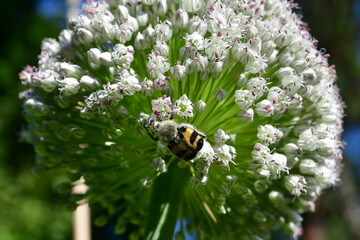 bug on the flower