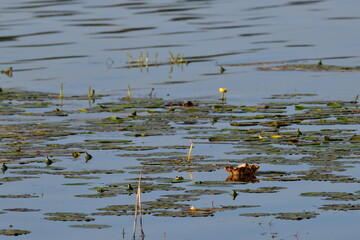 duck in the pond