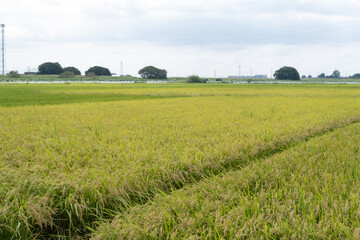 日本のお米が作られている田んぼ